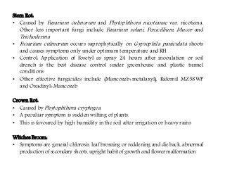 Flowering fillers- Golden rod, Gypsophila, Limonium and Blue aster