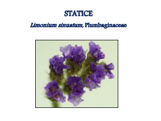 Flowering fillers- Golden rod, Gypsophila, Limonium and Blue aster