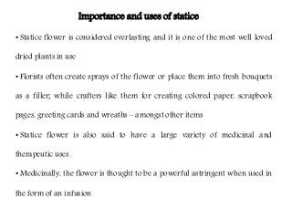 Flowering fillers- Golden rod, Gypsophila, Limonium and Blue aster