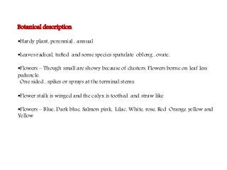 Flowering fillers- Golden rod, Gypsophila, Limonium and Blue aster