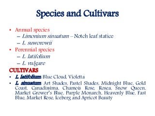 Flowering fillers- Golden rod, Gypsophila, Limonium and Blue aster