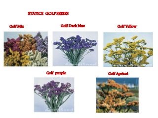 Flowering fillers- Golden rod, Gypsophila, Limonium and Blue aster