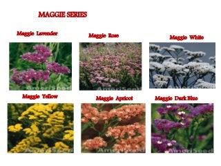 Flowering fillers- Golden rod, Gypsophila, Limonium and Blue aster