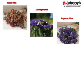 Flowering fillers- Golden rod, Gypsophila, Limonium and Blue aster