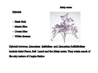 Flowering fillers- Golden rod, Gypsophila, Limonium and Blue aster