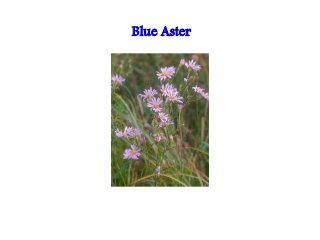 Flowering fillers- Golden rod, Gypsophila, Limonium and Blue aster