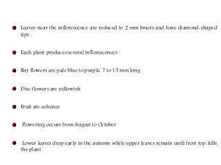 Flowering fillers- Golden rod, Gypsophila, Limonium and Blue aster
