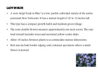 Flowering fillers- Golden rod, Gypsophila, Limonium and Blue aster