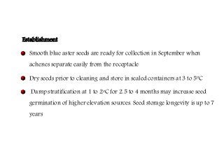 Flowering fillers- Golden rod, Gypsophila, Limonium and Blue aster