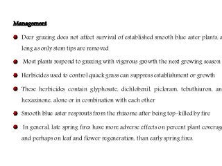Flowering fillers- Golden rod, Gypsophila, Limonium and Blue aster
