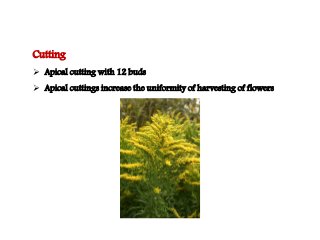Flowering fillers- Golden rod, Gypsophila, Limonium and Blue aster