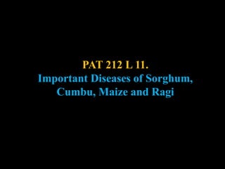 PAT 212 L 11.
Important Diseases of Sorghum,
Cumbu, Maize and Ragi
 
