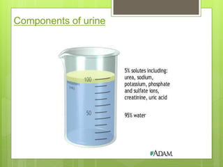 Components of urine
 