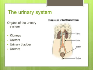 The urinary system
Organs of the urinary
system
 Kidneys
 Ureters
 Urinary bladder
 Urethra
 