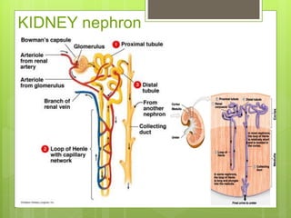 KIDNEY nephron
 