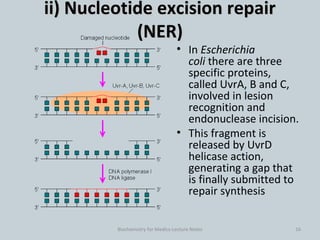 DNA damage and Repair mechanism and types | PDF