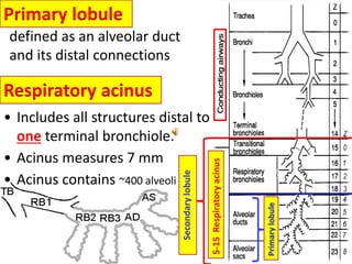 Normal Acinus Comprehensive CT Chest Anatomy and Pulmonary Lesion Interpretation | PDF
