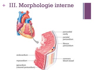 + III. Morphologie interne
 