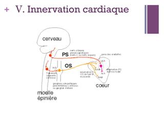 + V. Innervation cardiaque
 