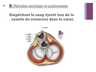 + B.Valvules aortique et pulmonaire
Empêchent le sang éjecté lors de la
systole de retourner dans le cœur.
 