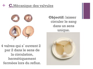 + C.Mécanique des valvules
Objectif: laisser
circuler le sang
dans un sens
unique.
4 valves qui s’ouvrent 2
par 2 dans le sens de
la circulation,
hermétiquement
fermées lors du reflux.
 