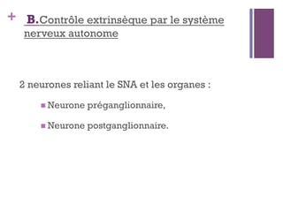 + B.Contrôle extrinsèque par le système
nerveux autonome
2 neurones reliant le SNA et les organes :
 Neurone préganglionnaire,
 Neurone postganglionnaire.
 