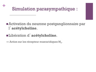 +
Simulation parasympathique :
 Activation du neurone postganglionnaire par
l’acétylcholine.
 Libération d’acétylcholine.
⇒ Action sur les récepteur muscaridiques M2.
 