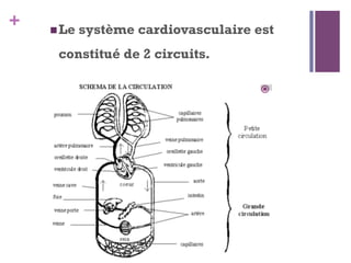 +  Le système cardiovasculaire est
constitué de 2 circuits.
 