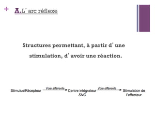 + A.L’arc réflexe
Structures permettant, à partir d’une
stimulation, d’avoir une réaction.
 