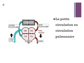 +
 La petite
circulation ou
circulation
pulmonaire
 