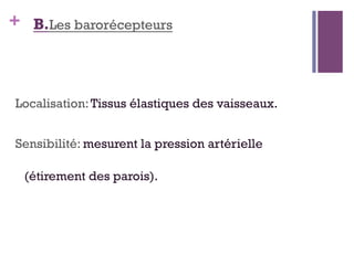 + B.Les barorécepteurs
Localisation:Tissus élastiques des vaisseaux.
Sensibilité: mesurent la pression artérielle
(étirement des parois).
 