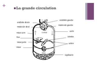 +  La grande circulation
 