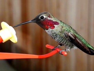 Le colibri des_matins_clairs