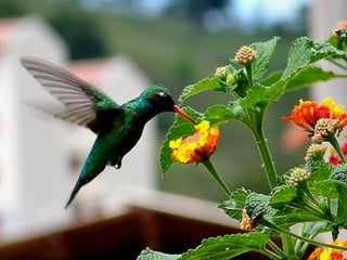Le colibri des_matins_clairs