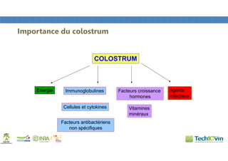 COLOSTRUM
Energie Immunoglobulines
Vitamines
minéraux
Cellules et cytokines
Facteurs croissance
hormones
Facteurs antibactériens
non spécifiques
Agents
infectieux
Importance du colostrum
 