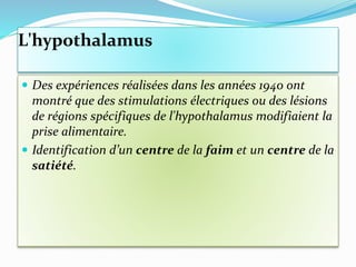 L'hypothalamus
 Des expériences réalisées dans les années 1940 ont
montré que des stimulations électriques ou des lésions
de régions spécifiques de l'hypothalamus modifiaient la
prise alimentaire.
 Identification d’un centre de la faim et un centre de la
satiété.
 