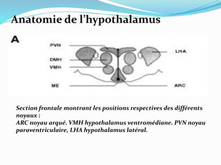 Anatomie de l’hypothalamus
Section frontale montrant les positions respectives des différents
noyaux :
ARC noyau arqué. VMH hypothalamus ventromédiane. PVN noyau
paraventriculaire, LHA hypothalamus latéral.
 