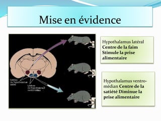 Mise en évidence
Hypothalamus latéral
Centre de la faim
Stimule la prise
alimentaire
Hypothalamus ventro-
médian Centre de la
satiété Diminue la
prise alimentaire
 