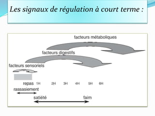 Les signaux de régulation à court terme :
 