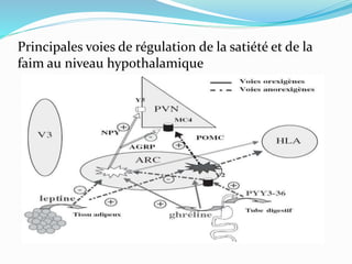 Principales voies de régulation de la satiété et de la
faim au niveau hypothalamique
 