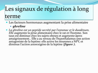 Les signaux de régulation à long
terme
 Les facteurs hormonaux augmentant la prise alimentaire
 ghreline
 La ghreline est un peptide secrété par l'estomac et le duodénum.
Elle augmente la prise alimentaire chez le rat et l'homme. Son
taux est diminue chez les sujets obeses et augmente âpres
amaigrissement.. Elle a au niveau de l'hypothalamus une action
antagoniste de la leptine: elle active les neurones a NPY, et
diminue l'action anorexigène de la leptine (figure ).
 