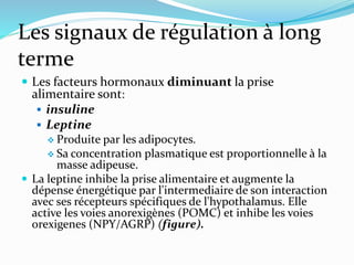 Les signaux de régulation à long
terme
 Les facteurs hormonaux diminuant la prise
alimentaire sont:
 insuline
 Leptine
 Produite par les adipocytes.
 Sa concentration plasmatique est proportionnelle à la
masse adipeuse.
 La leptine inhibe la prise alimentaire et augmente la
dépense énergétique par l'intermediaire de son interaction
avec ses récepteurs spécifiques de l'hypothalamus. Elle
active les voies anorexigènes (POMC) et inhibe les voies
orexigenes (NPY/AGRP) (figure).
 