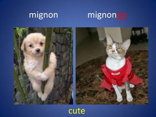 mignon          mignonne




         cute
 