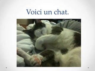 Voici un chat.
 