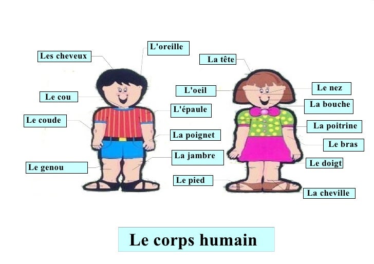 Le Corps Humain Le Corps Humain