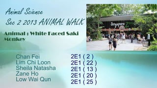 Animal Science
Sec 2 2013 ANIMAL WALK
Chan Fei
Lim Chi Loon
Sheila Natasha
Zane Ho
Low Wai Qun
Animal : White Faced Saki
Monkey
2E1 ( 2 )
2E1 ( 22 )
2E1 ( 13 )
2E1 ( 20 )
2E1 ( 25 )
 