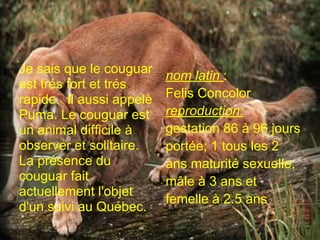 Je sais que le couguar
                          nom latin :
est trés fort et trés
rapide. Il aussi appelè   Felis Concolor
Puma. Le couguar est      reproduction:
un animal difficile à     gestation 86 à 96 jours
observer et solitaire.    portée; 1 tous les 2
La présence du            ans maturité sexuelle;
couguar fait              mâle à 3 ans et
actuellement l'objet
                          femelle à 2.5 ans
d'un suivi au Québec.
 
