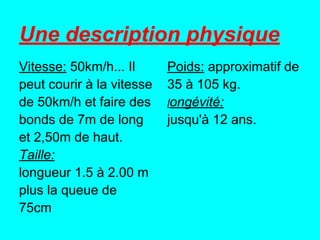 Une description physique
Vitesse: 50km/h... Il      Poids: approximatif de
peut courir à la vitesse   35 à 105 kg.
de 50km/h et faire des     longévité:
bonds de 7m de long        jusqu'à 12 ans.
et 2,50m de haut.
Taille:
longueur 1.5 à 2.00 m
plus la queue de
75cm
 