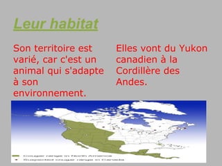 Leur habitat
Son territoire est    Elles vont du Yukon
varié, car c'est un   canadien à la
animal qui s'adapte   Cordillère des
à son                 Andes.
environnement.
 