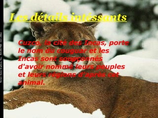 Les détails intéssants

 Cuzco, la cité des Incas, porte
 le nom du couguar et les
 Incas sont soupçonnés
 d'avoir nommé leurs peuples
 et leurs régions d'après cet
 animal.
 